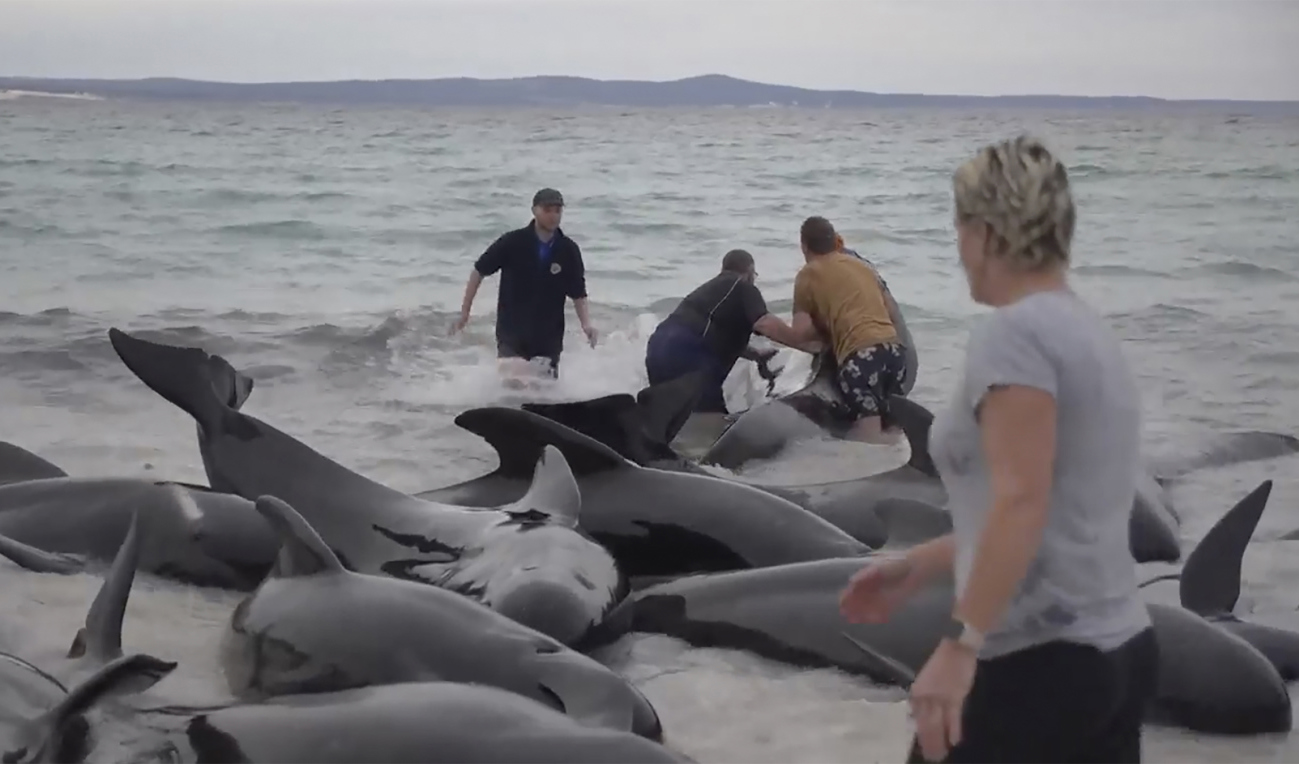 Trots försök från experter och frivilliga att rädda de strandade grindvalarna på Cheynes Beach är nu samtliga döda. Foto: ABC via AP/TT