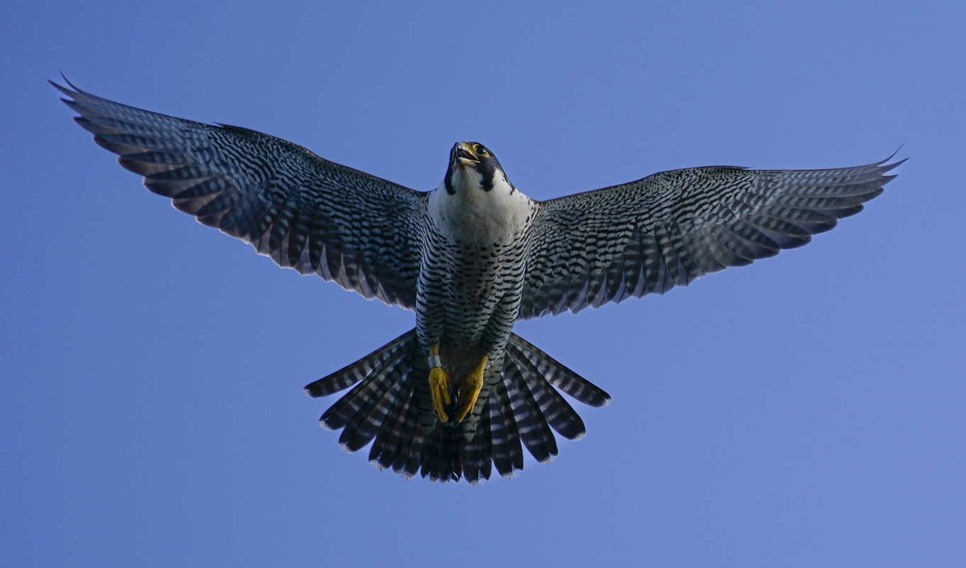 Ornitologer känner till flera fall där pilgrimsfalkar dött av fågelinfluensa. Foto: John Minchillo/AP/TT
