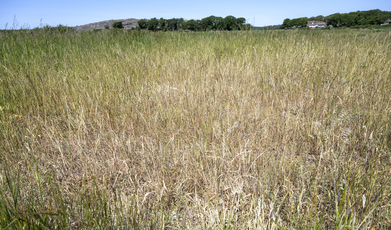 Uttorkad åker i Onsala i juni. Foto: Björn Larsson Rosvall/TT