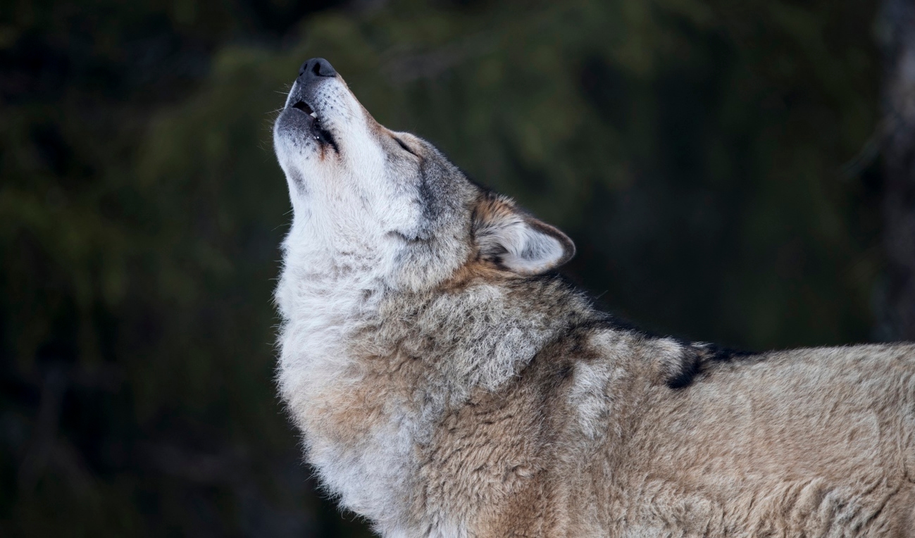 LRF:s ansökan om skyddsjakt på en varghane i närheten av Mullsjö har fått avslag. Arkivbild. Foto: Heiko Junge/NTB/TT