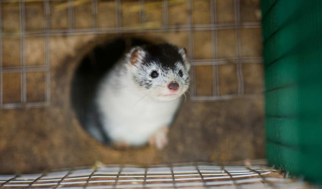På fem pälsdjursfarmer i Finland har man konstaterat en muterad variant av fågelinfluensaviruset. Arkivbild. Foto: Patric Söderström/TT
