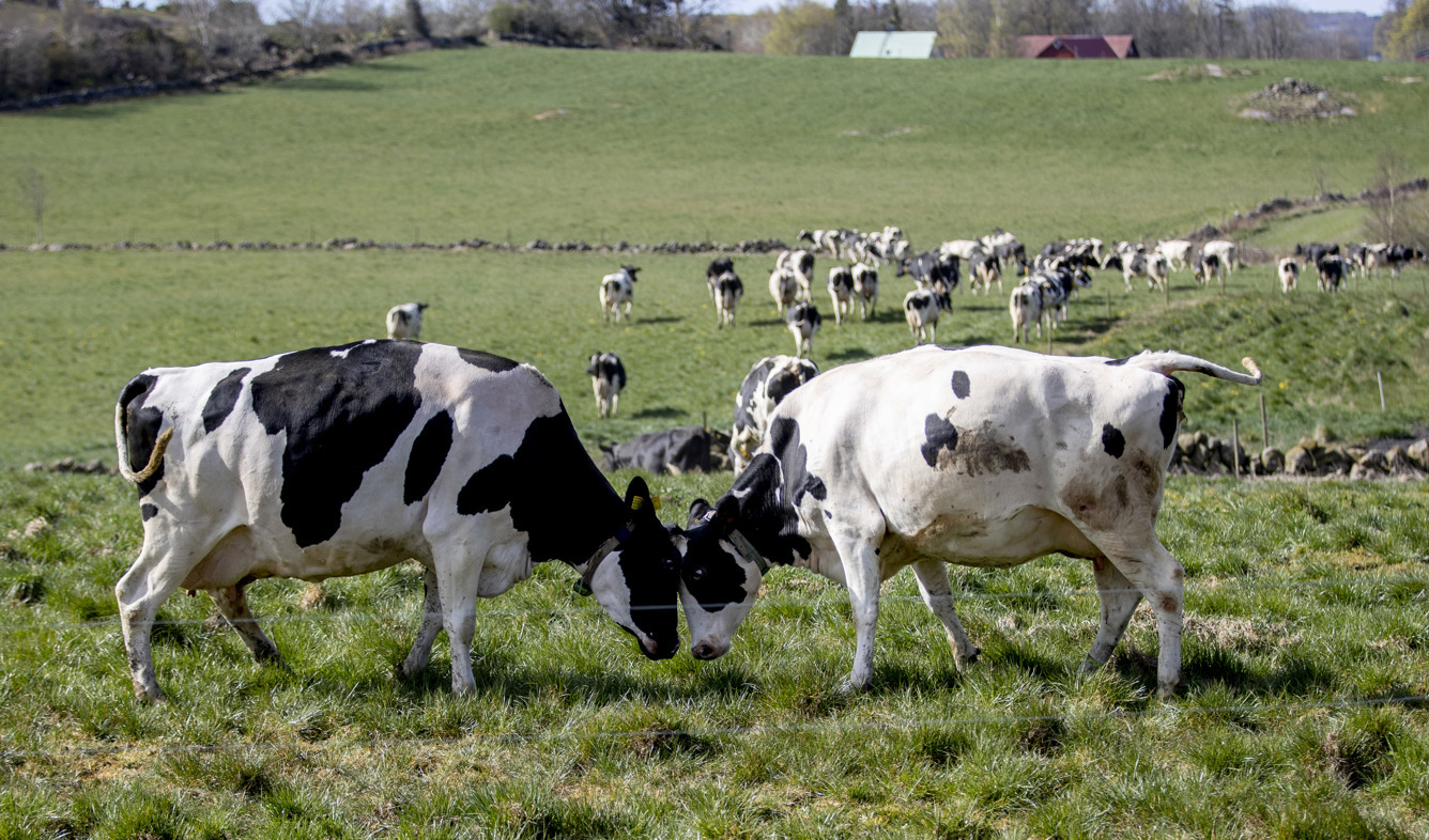 Bondeägda Arla sänker priserna. Arkivbild. Foto: Adam Ihse/TT