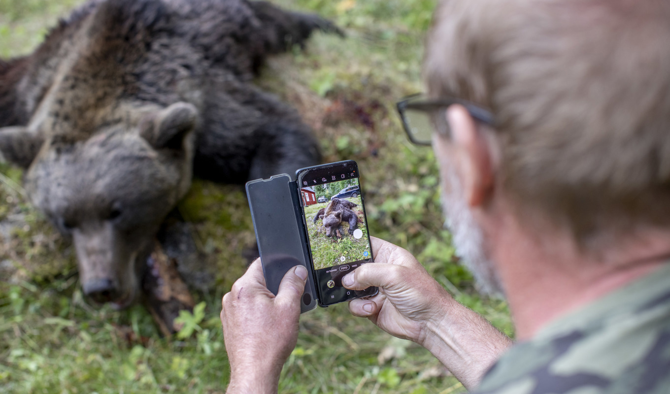 Årets björnjakt startar på måndagen. 649 djur får fällas i de sju jaktlänen. Arkivbild. Foto: Adam Ihse/TT