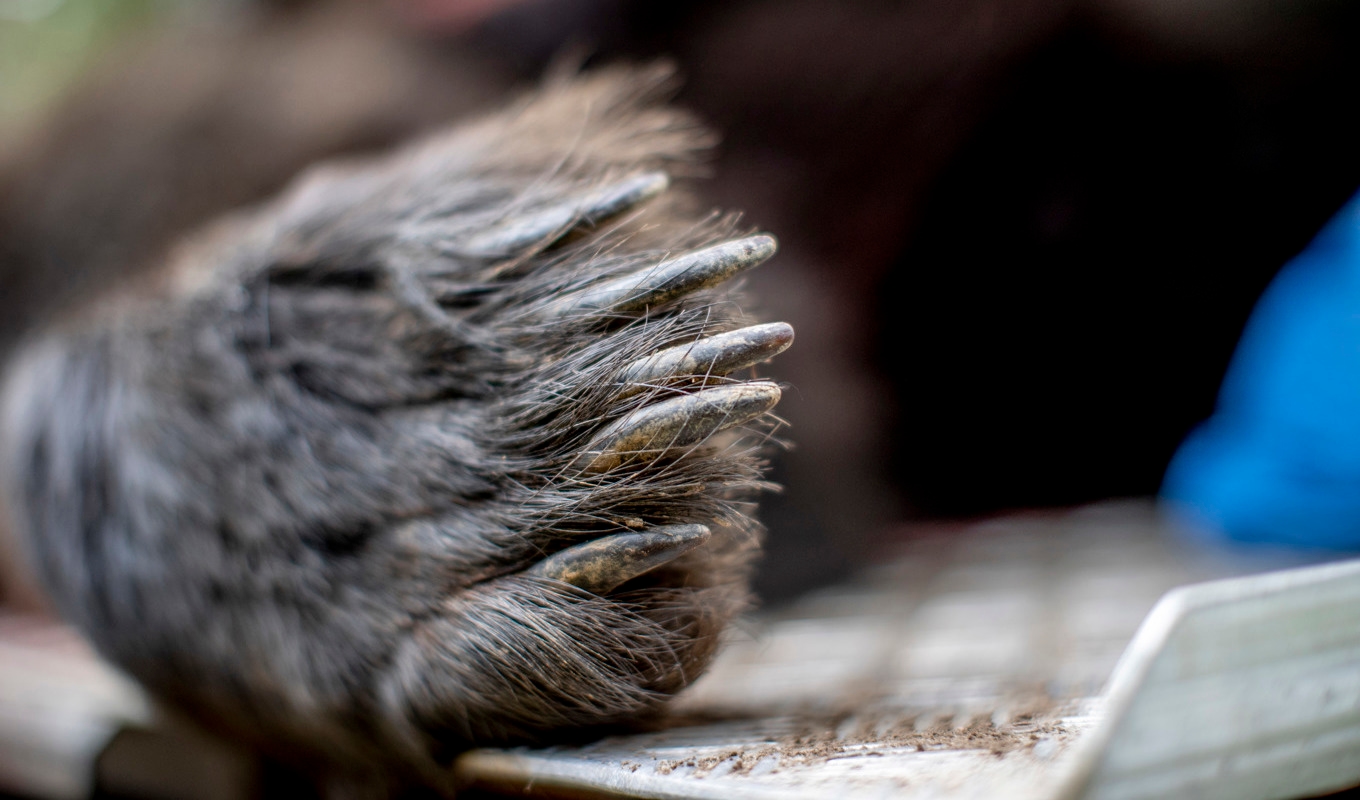 Totalt för 649 björnar skjutas. Arkivbild. Foto: Adam Ihse / TT