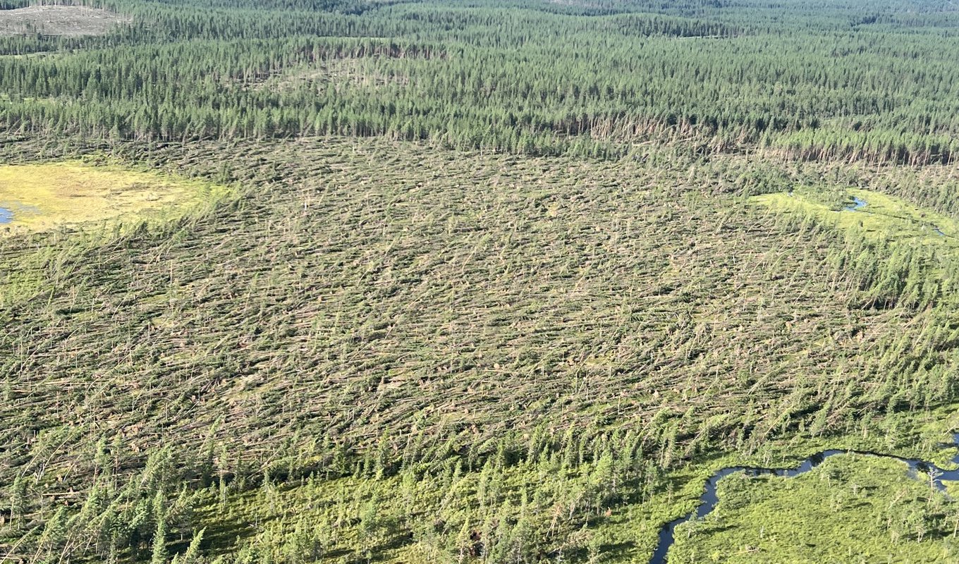 Stormfälld skog efter ovädret Hans framfart i Västerbotten för ett par veckor sedan. Foto: Sveaskog/Handout