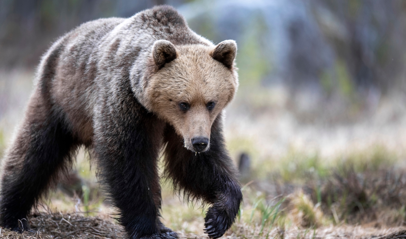 En jägare skadades i ansiktet när han attackerades av en björn i Ljusdal. Arkivbild. Foto: Mikael Fritzon/TT