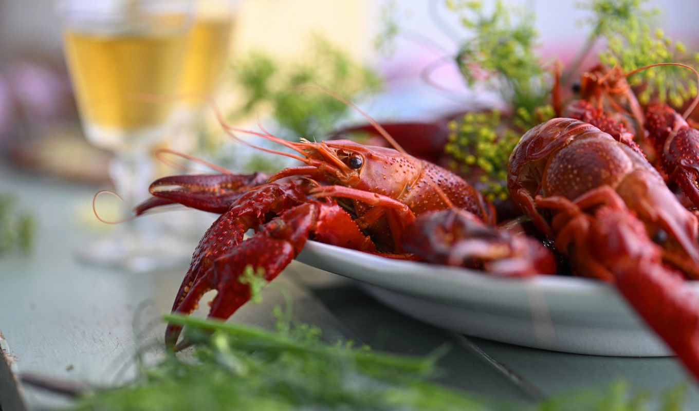 Den kyliga och blöta sommaren har inte gjort kräftfisket gott – nu kan fisket försenas. Arkivbild. Foto: Anders Wiklund/TT