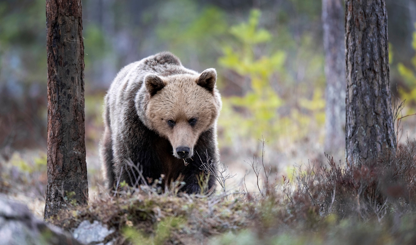 Två separata björnattacker har rapporterats under fredagen. Arkivbild. Foto: Mikael Fritzon/TT