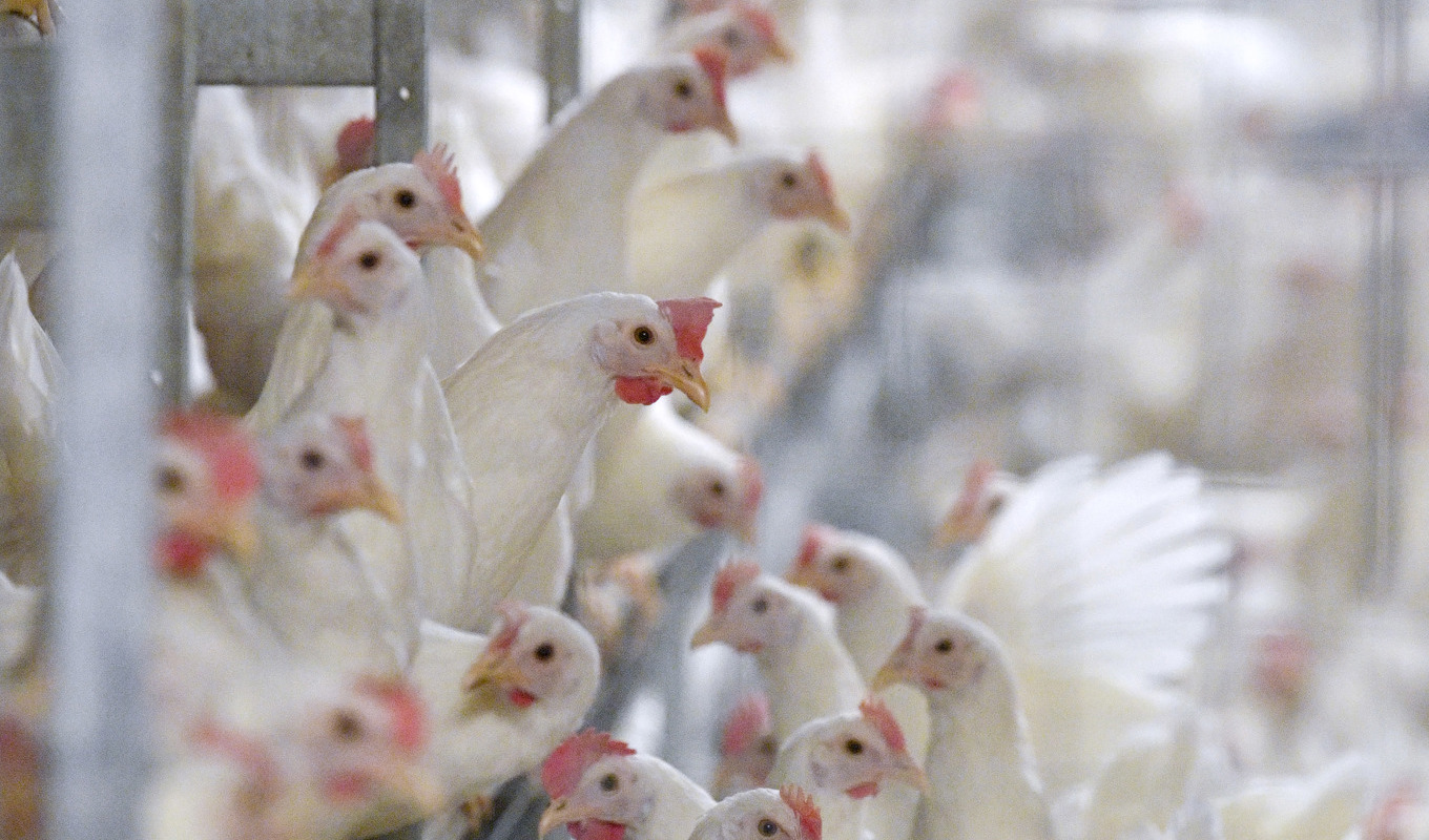 Totalt har 443 miljoner kronor betalats ut till anläggningar med fjäderfän sedan 2018 till följd av olika sjukdomsutbrott. Arkivbild. Foto: Johan Nilsson/TT