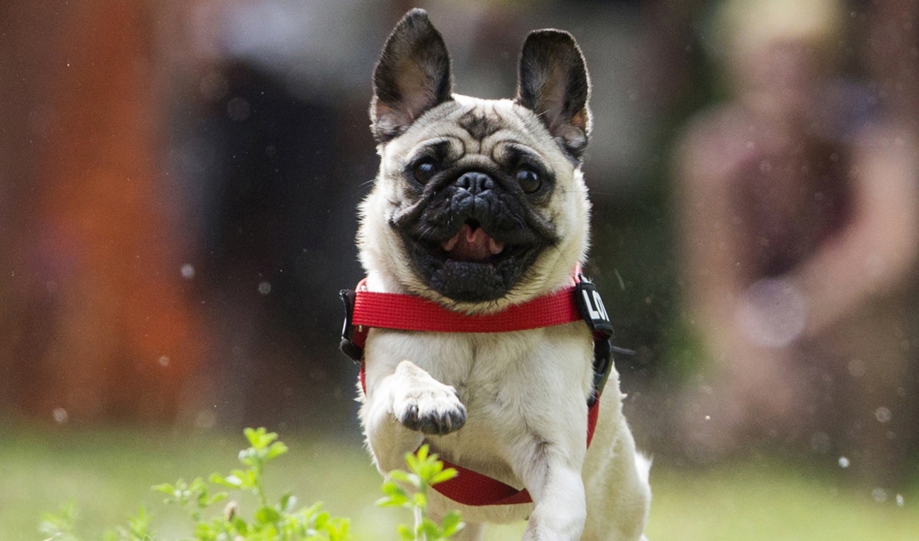 En annan mops som inte åker hiss. Arkivbild. Foto: Gero Breloer/AP/TT