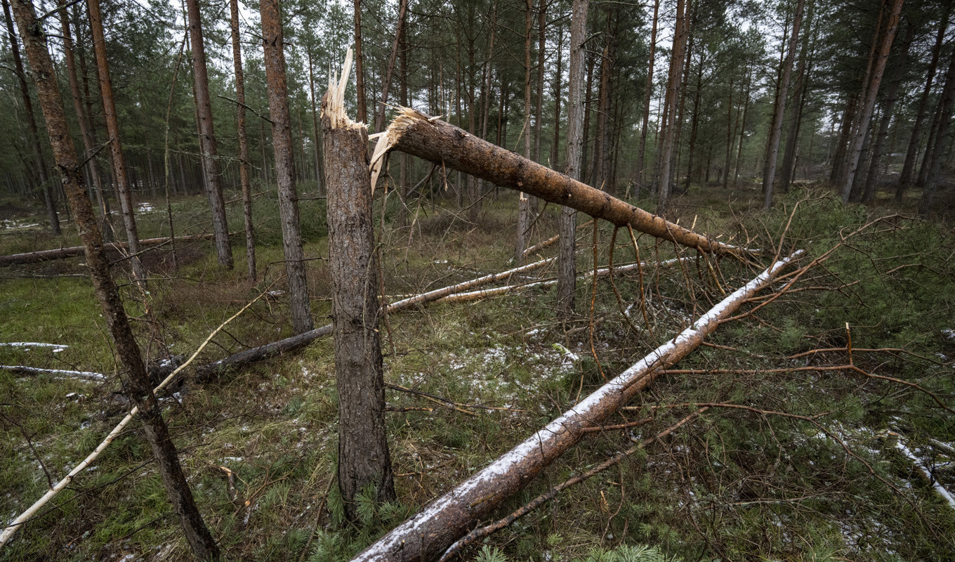 Stormfälld skog var en av konsekvenserna av ovädret Hans. Arkivbild. Foto: Johan Nilsson/TT