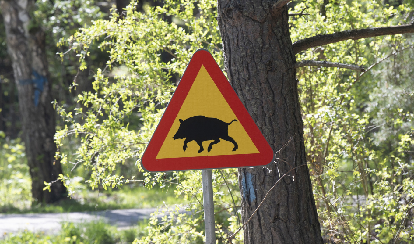 Vildsvinsstammen har växt kraftigt i Sverige. Nu hittas flera självdöda djur i Fagersta – ett fynd som förbryllar. Arkivbild Foto: Fredrik Sandberg/TT