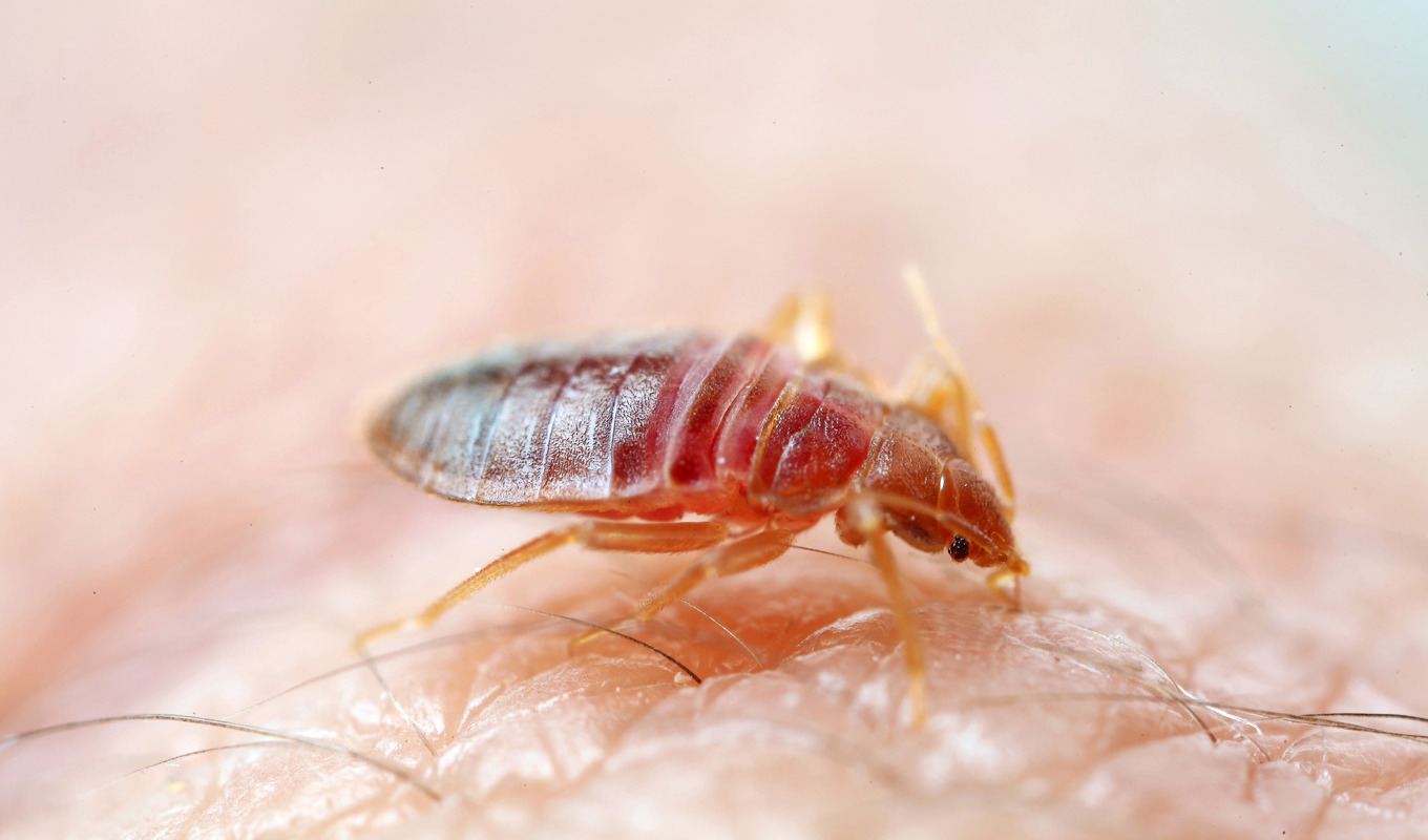Biobesökare drabbade av vägglöss i Paris. Pressbild. Foto: Anticimex/TT