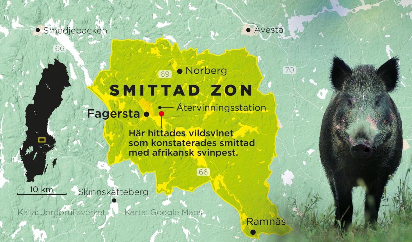 Området där Jordbruksverket har infört restriktioner efter fynden av afrikansk svinpest utanför Fagersta. Pressbild. Foto: Johan Hallnäs/TT