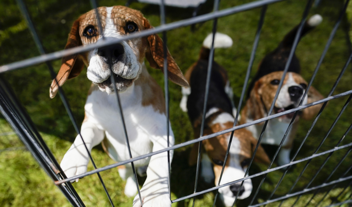 21 vanvårdade hundar hölls i en enrumslägenhet. Nu får ägarna djurförbud. Arkivbild föreställande hundar som inte har någon koppling till det aktuella fallet. Foto: Mary Altaffer/AP/TT