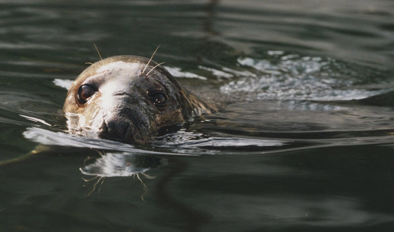Flera döda sälar som i slutet av augusti hittades på en dansk strand visade sig vara smittade av fågelinfluensa. Arkivbild. Foto: Torbjörn Jakobsson/TT