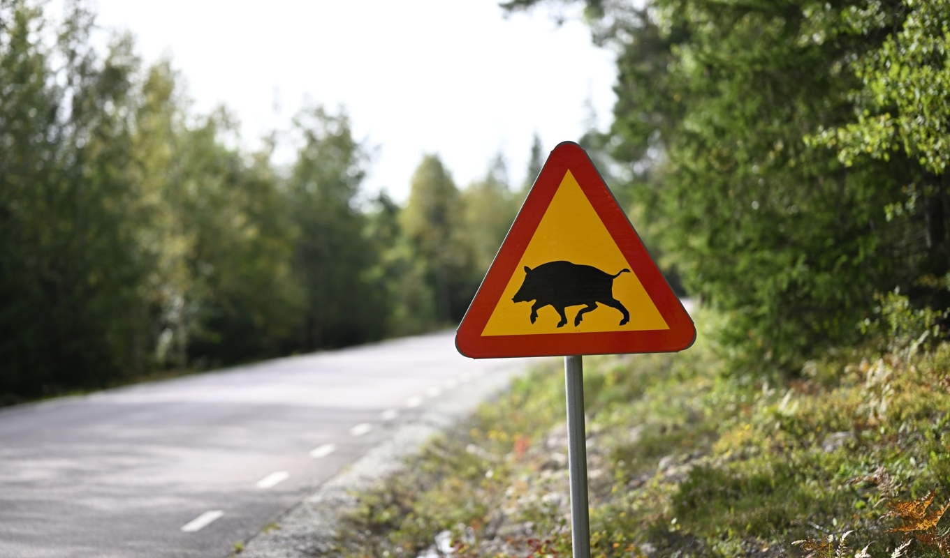 Kommunen uppger att man kommer att vara i stabsläge i minst en vecka framöver till den 18 september. Arkivbild. Foto: Pontus Lundahl/TT