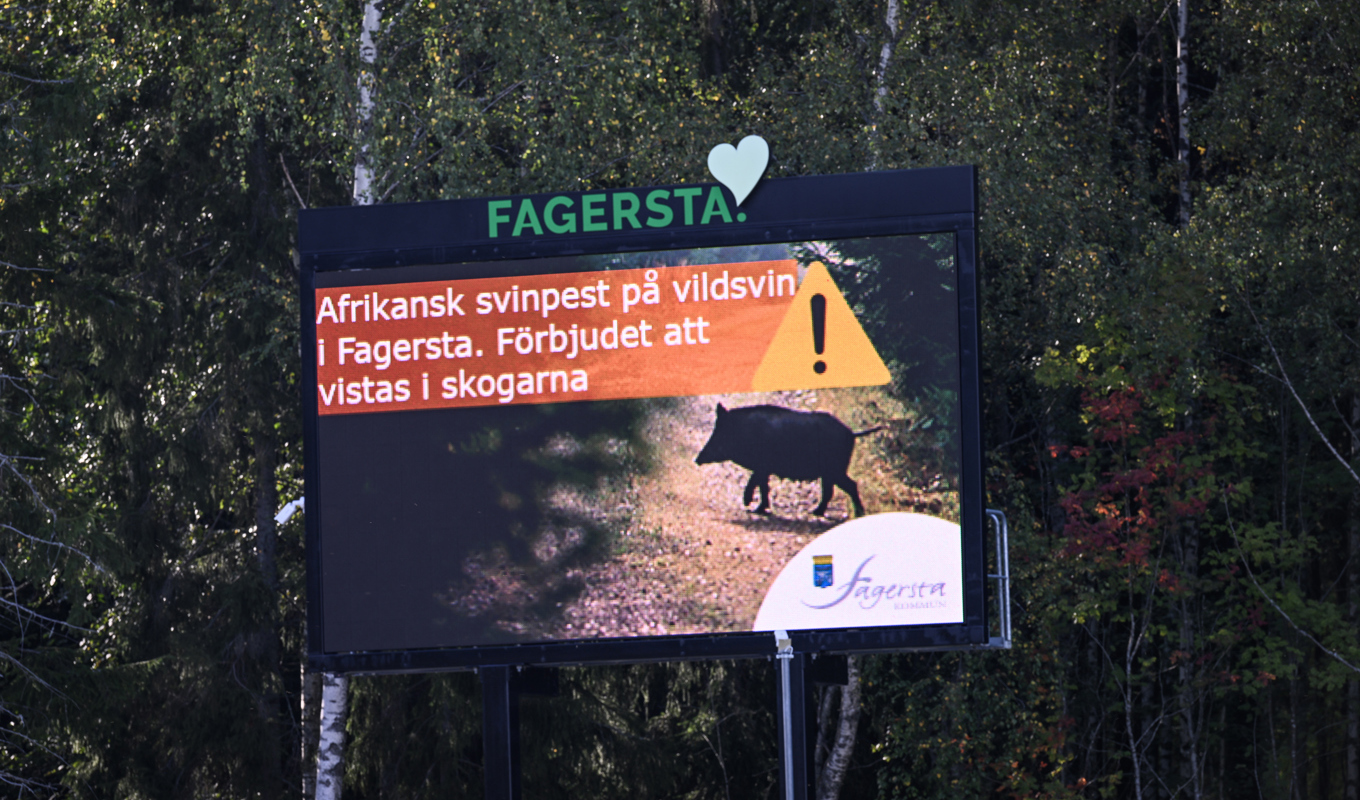 Skylt uppsatt av Fagersta kommun med texten "Afrikansk svinpest på vildsvin i Fagersta. Förbjudet att vistas i skogarna". Foto: Pontus Lundahl/TT