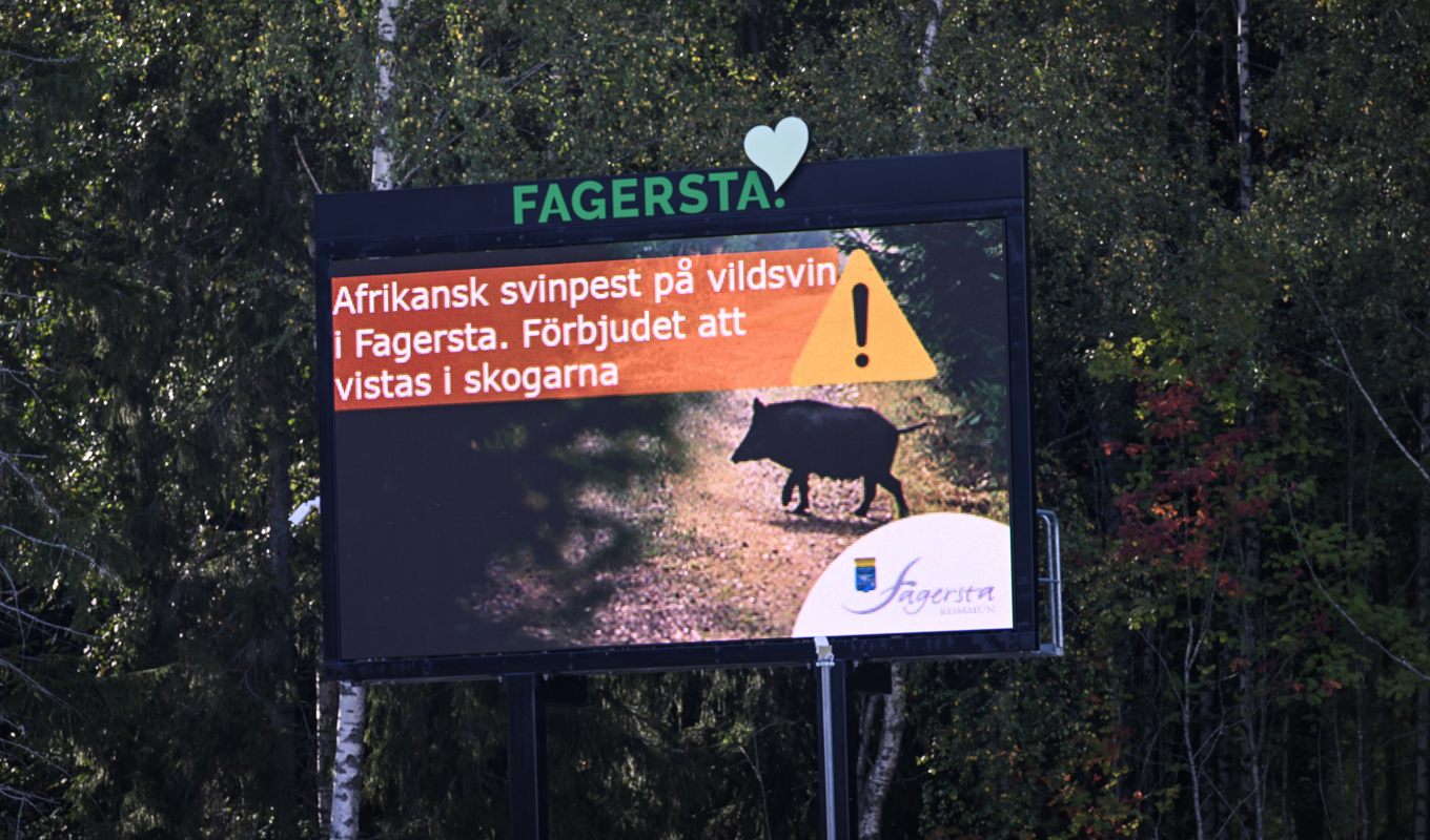 I Fagersta varnar man för att visats i skogarna på grund av utbrottet av afrikansk svinpest. Arkivbild. Foto: Pontus Lundahl/TT