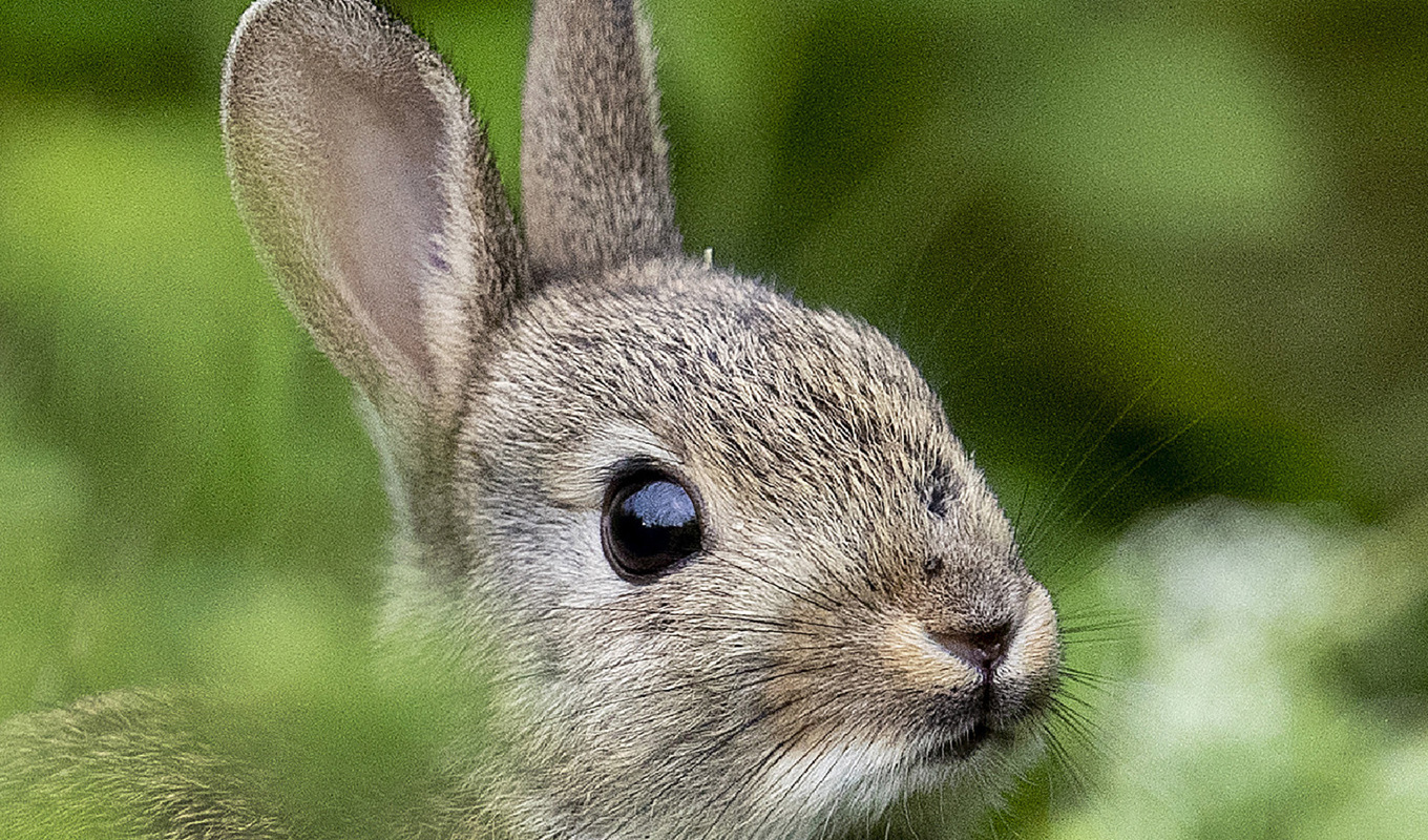 Kaninpest har upptäckts hos tamkaniner. Arkivbild. Foto: Michael Probst/AP