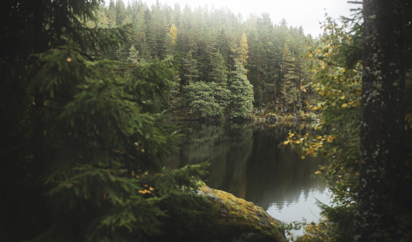 En skog går inte att förstå teoretiskt, man måste uppleva den med alla sinnen. Foto: Ida Olsson/Naturskyddsföreningen