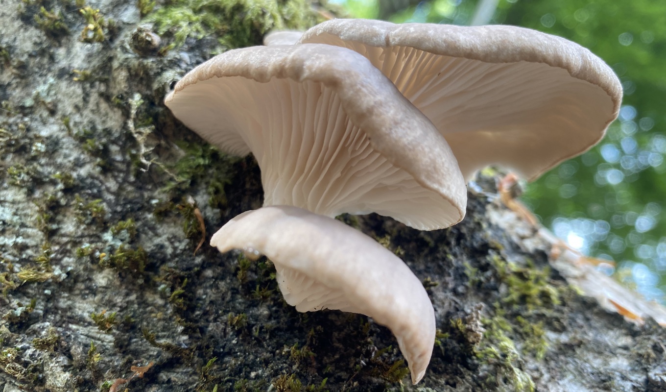 Ostronmussling växer på stubbar och levande och döda trädstammar i löv- och blandskog. I butiken kallas den ostronskivling. Foto: Torsebro Svamp