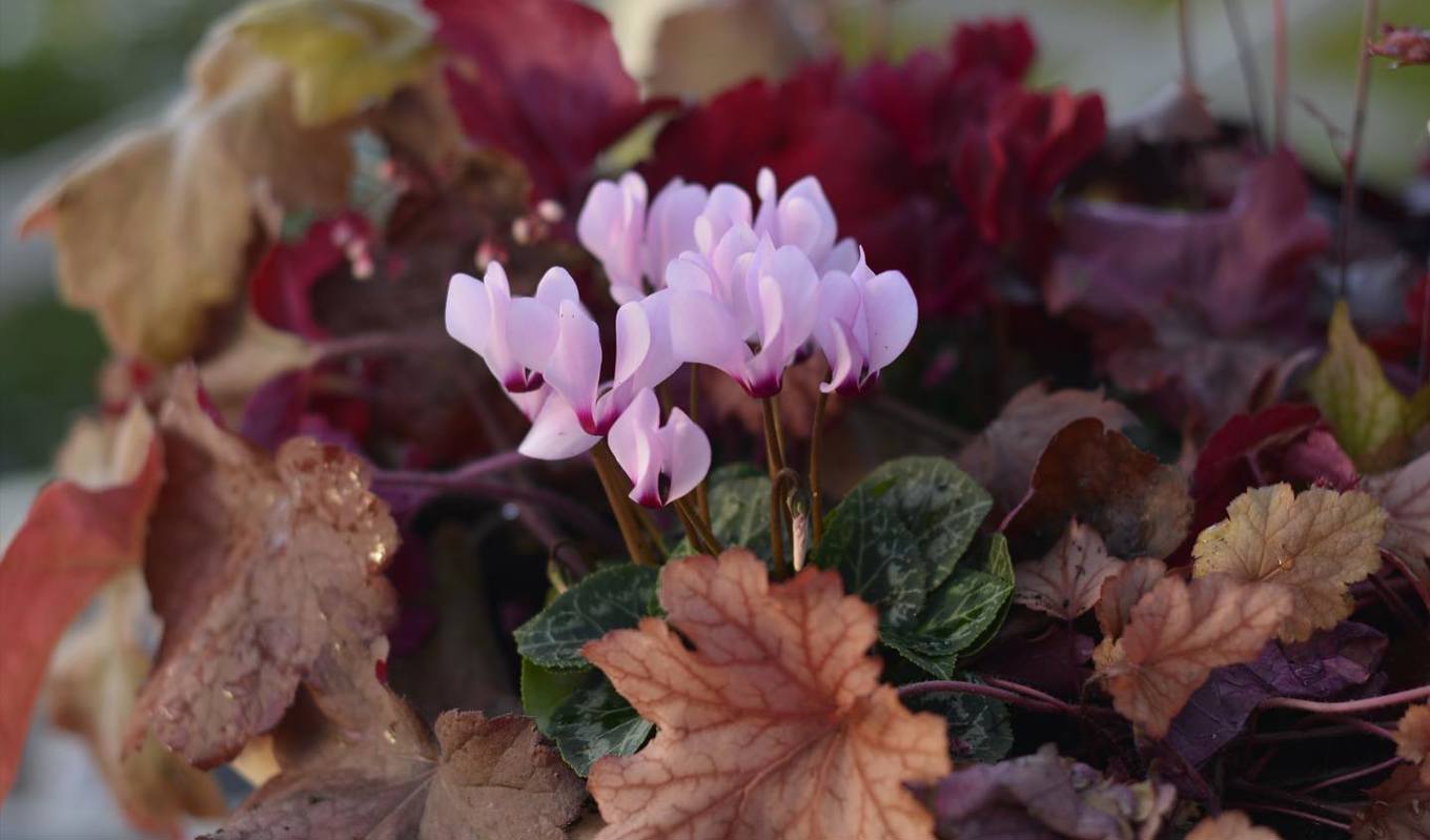 Alunrot och cyklamen är en fin kombination att sätta i kruka på hösten. Foto: Victoria skoglund