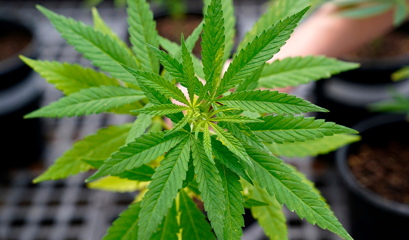 CBD är en produkt som utvinns ur industrihampa. Arkivbild. Foto: Matt Slocum/AP/TT