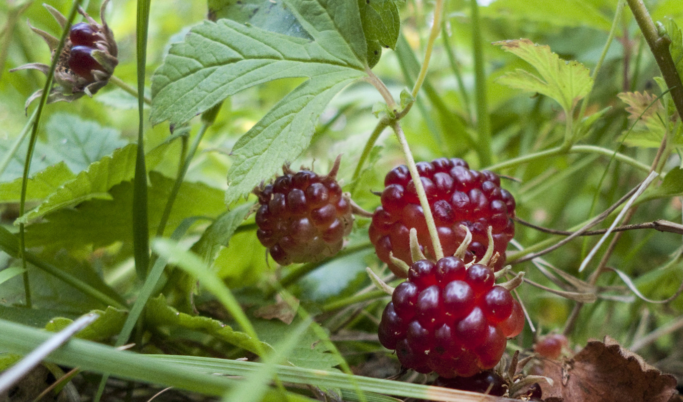 Allåkerbär är bland annat populära bland sylttillverkare. Arkivbild. Foto: Helena Landstedt / TT