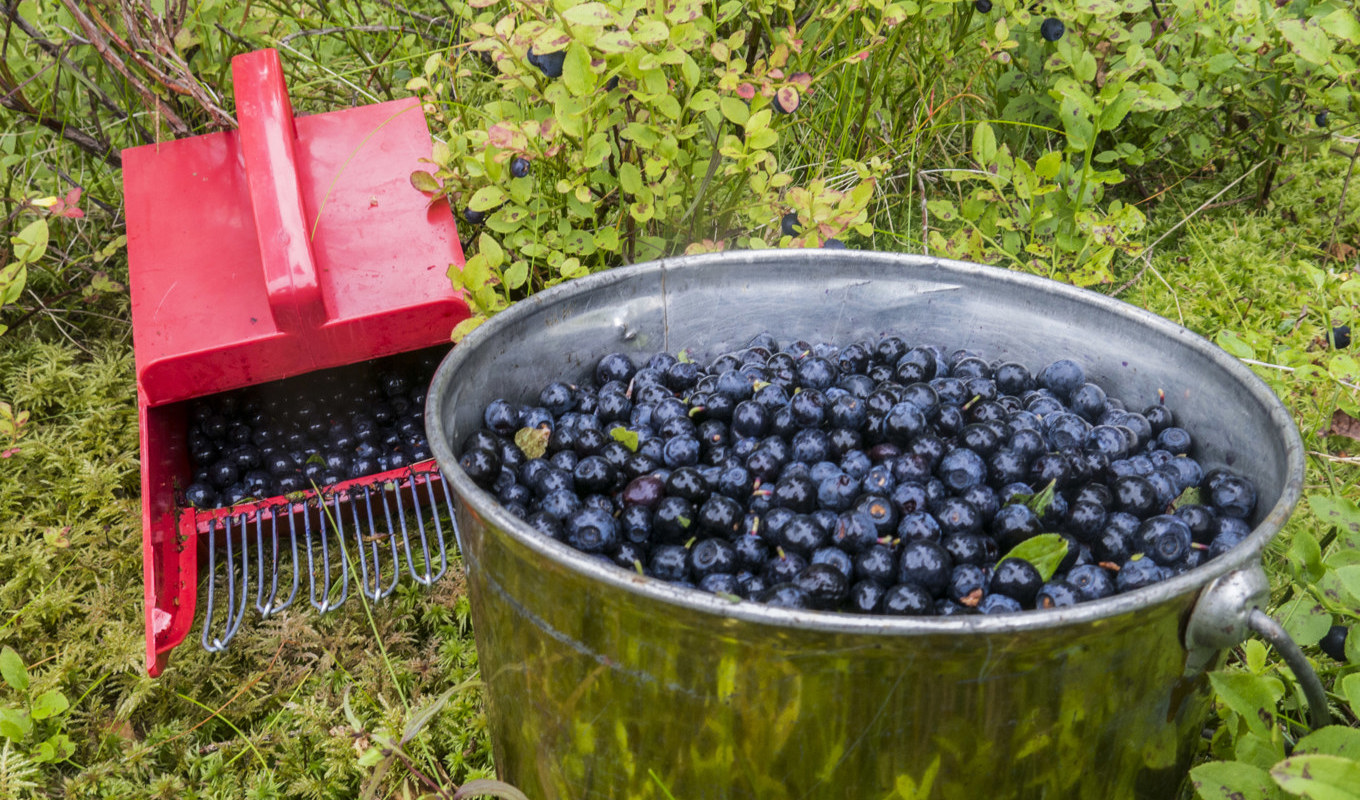 Bärföretagare misstänks för övergrepp i rättssak och människohandel. Arkivbild. Foto: Paul Kleiven/NTB/TT