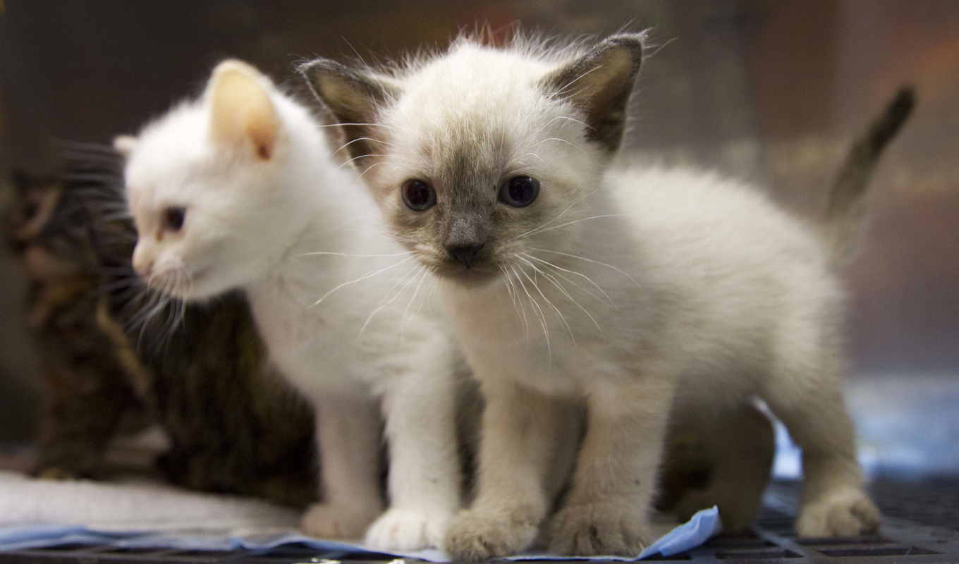 Att spinna är kanske inte så energikrävande som man tidigare trott. Forskare tror sig ha knäckt spinnandets gåta. Arkivbild. Foto: Dave Martin/AP/TT