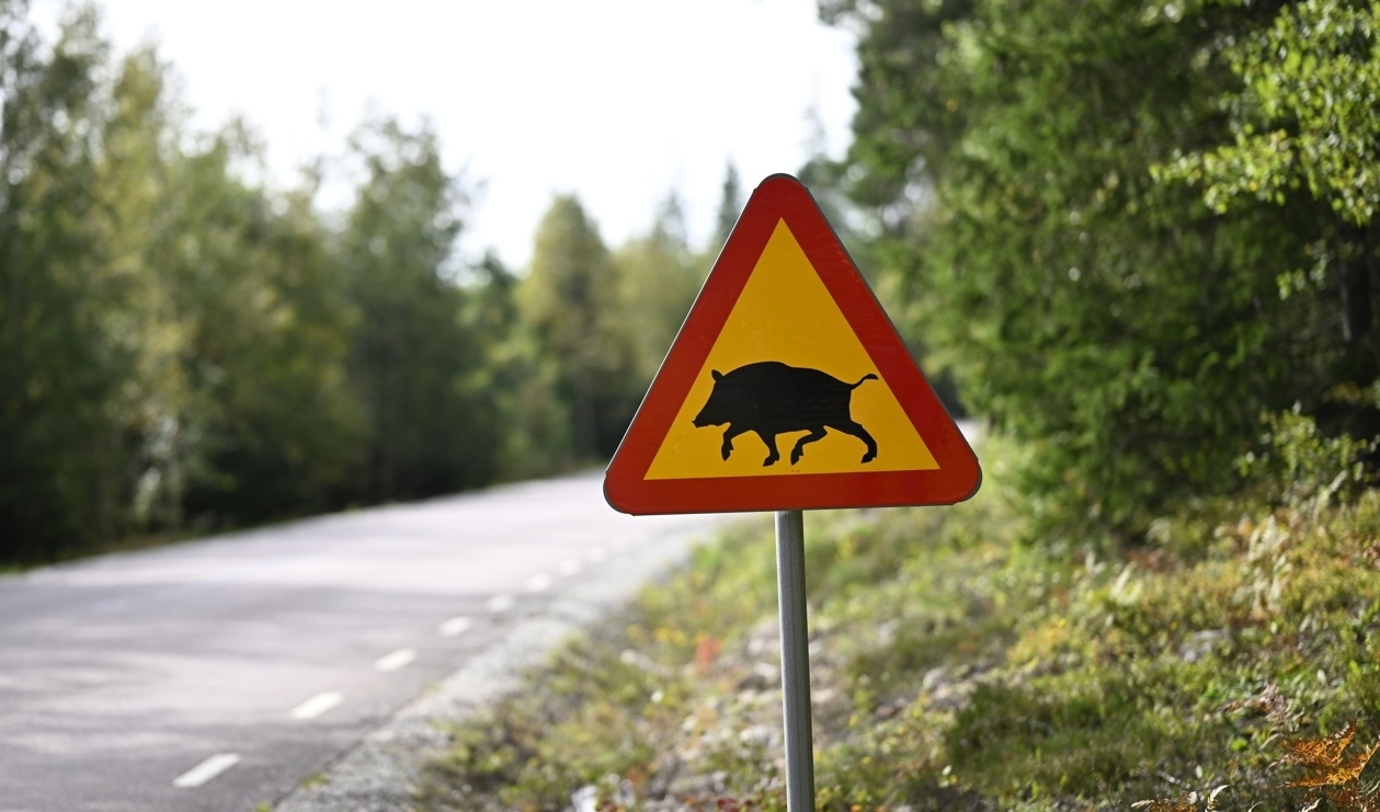 I september konstaterades afrikansk svinpest i ett område i Fagerstatrakten. Arkivbild. Foto: Pontus Lundahl/TT