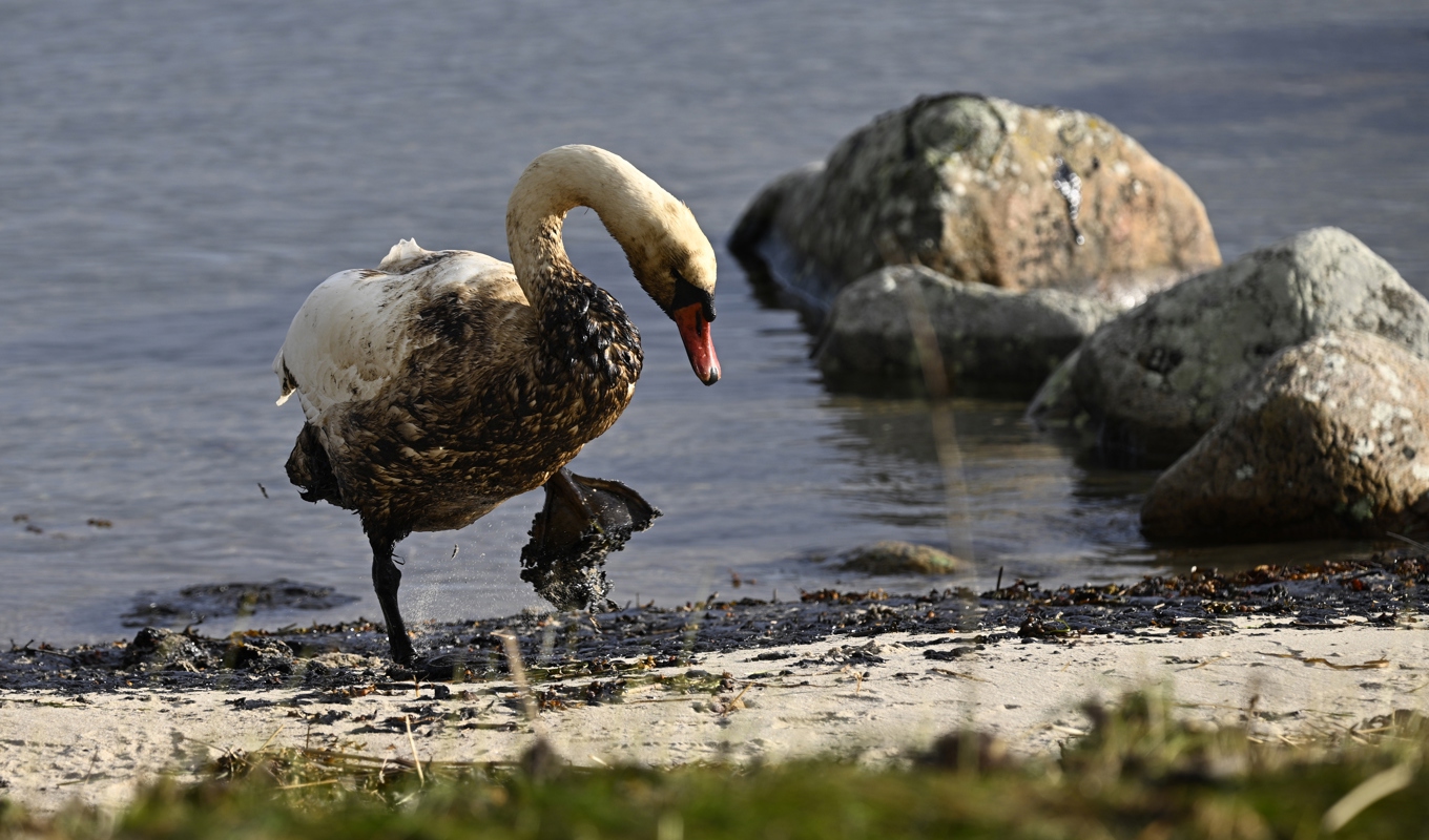 Oljeskadad svan vid Hörvik i Blekinge. Arkivbild. Foto: Johan Nilsson/TT