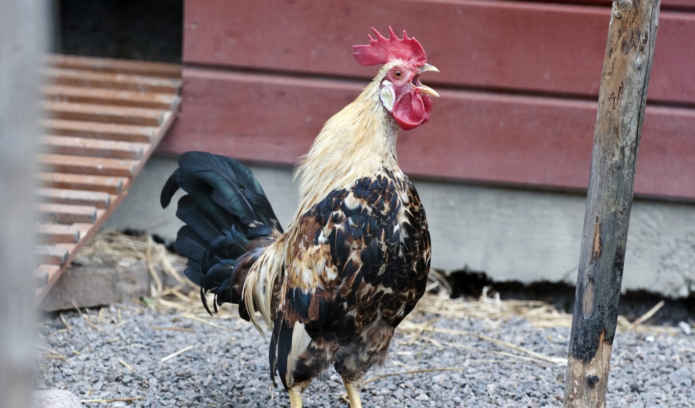 Tuppen tycks kunna känna igen sin egen spegelbild, visar ny forskning. Foto: Bertil Ericson / TT