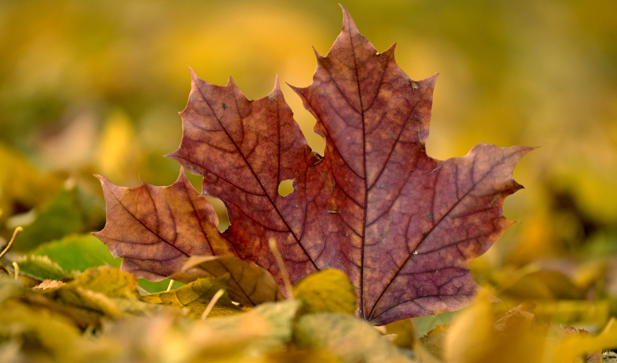 Hela Sverige har nu höst eller vinter. Ingen sommar kvar. Arkivbild. Foto: Janerik Henriksson/TT
