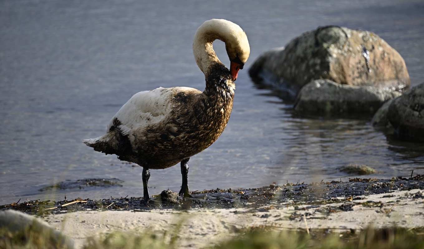 En svan som fått tjockolja på sig vid strandkanten utanför Hörvik i Sölvesborgs kommun förra veckan. Foto: Johan Nilsson/TT