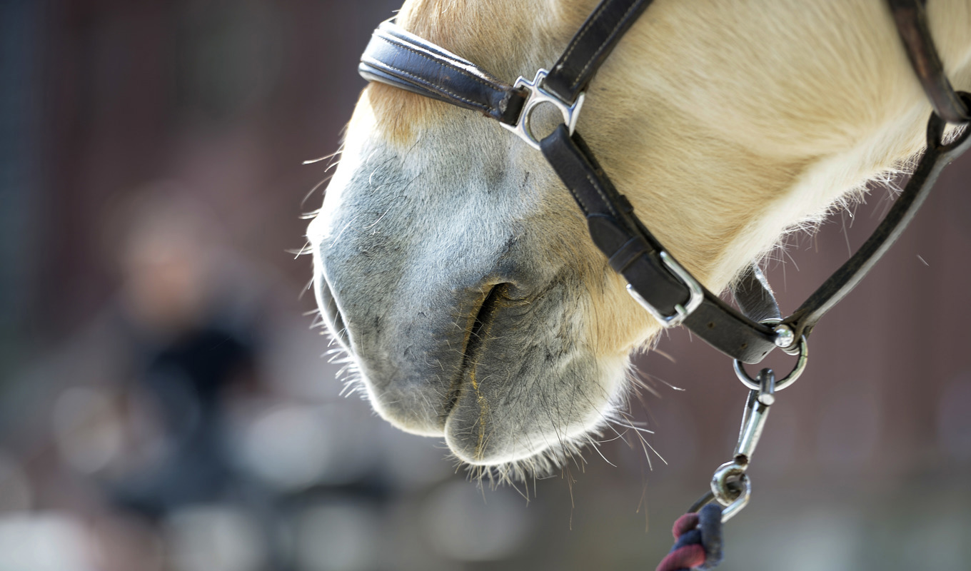 Huvudskador är den allra vanligaste skadan i samband med en ridolycka, visar siffror från försäkringsbolaget Folksam. Arkivbild. Foto: Janerik Henriksson/TT