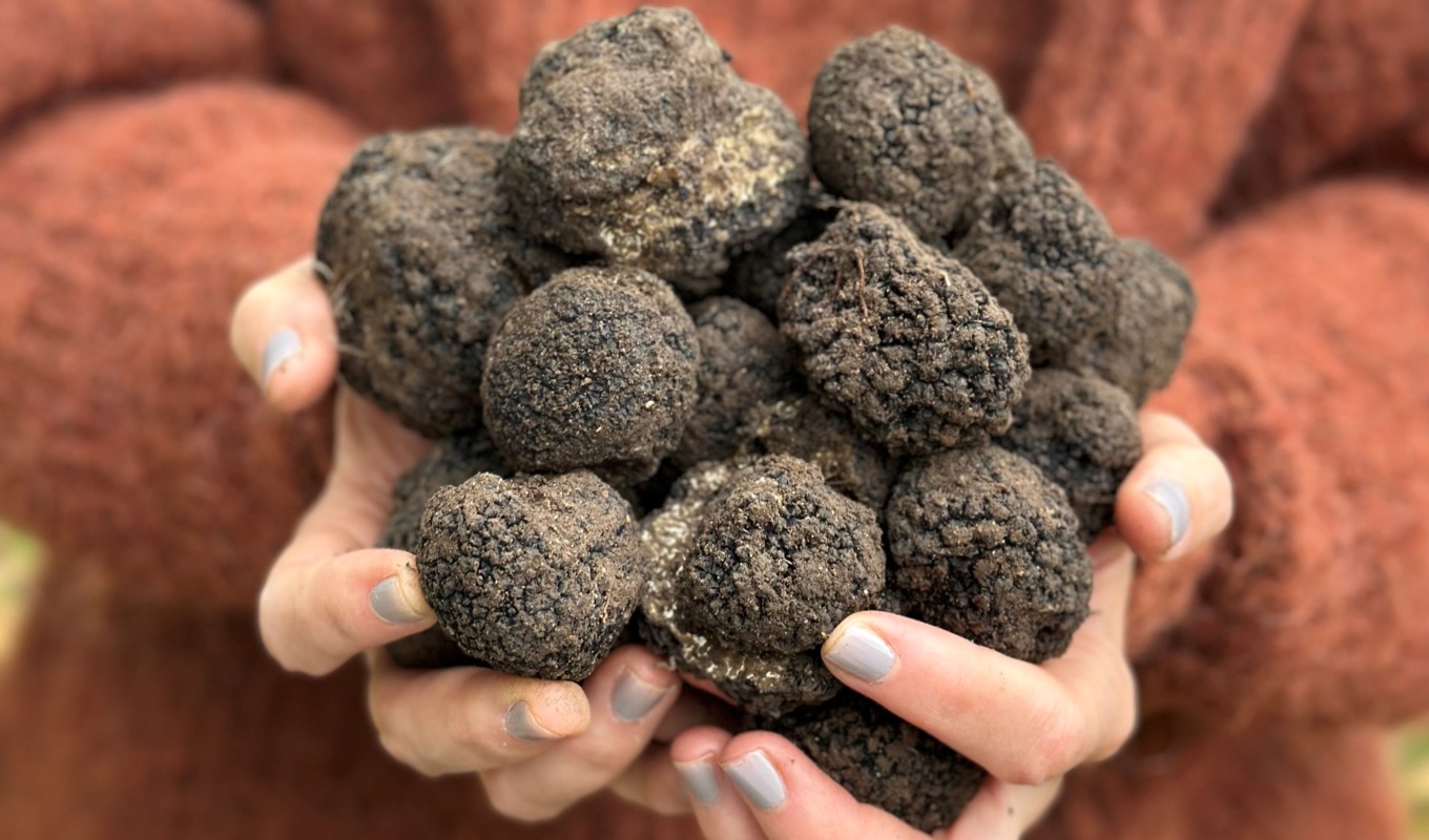 En hund kan hitta ett halvt kilo tryffel på en kvart om man befinner sig på bra marker. Foto: Alexandra Reichler