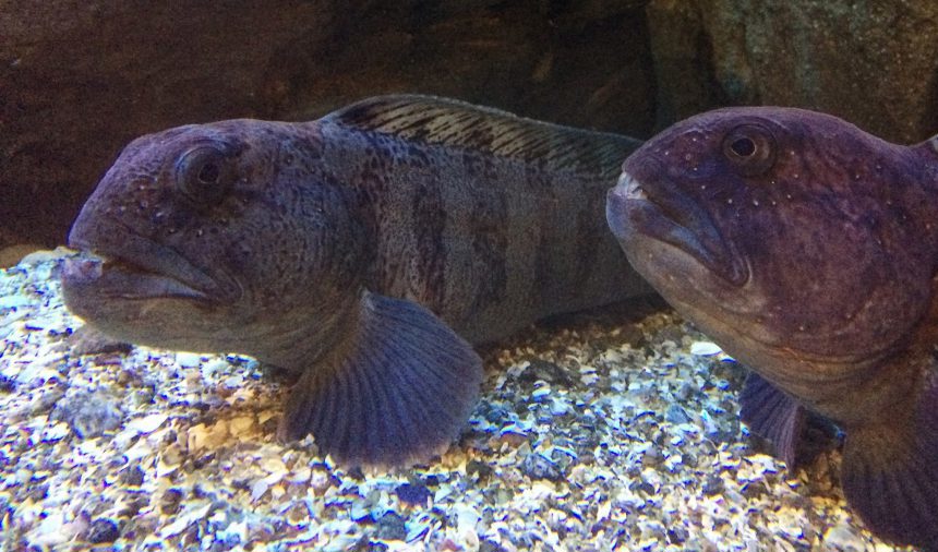 Havskatt är en känd matfisk och skulle därför troligen vara lättsåld för framtida odlare, menar forskaren Ida Hedén. Foto: Ida Hedén