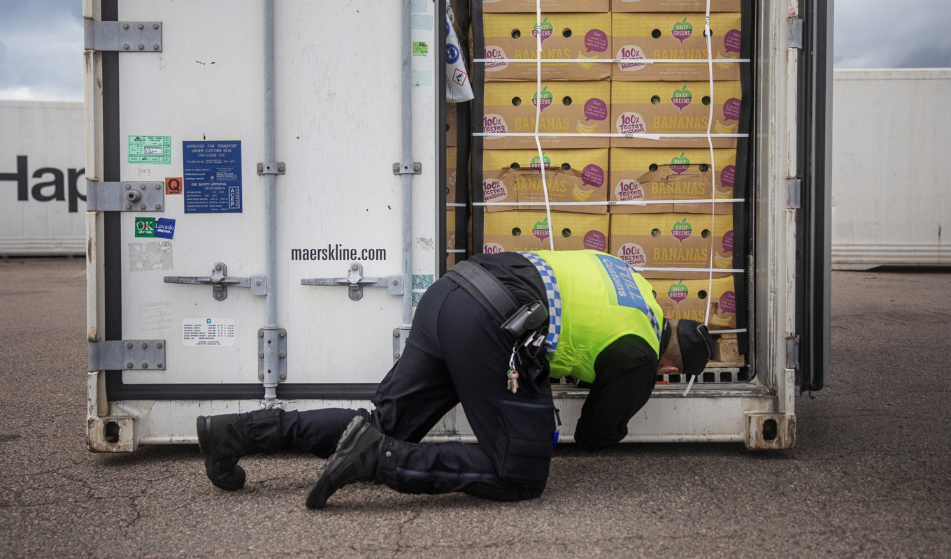 På bilden syns en tulltjänsteman i samband med ett kokainbeslag i Helsingborgs hamn i början av augusti. Foto: Josefine Stenersen/SvD/TT
