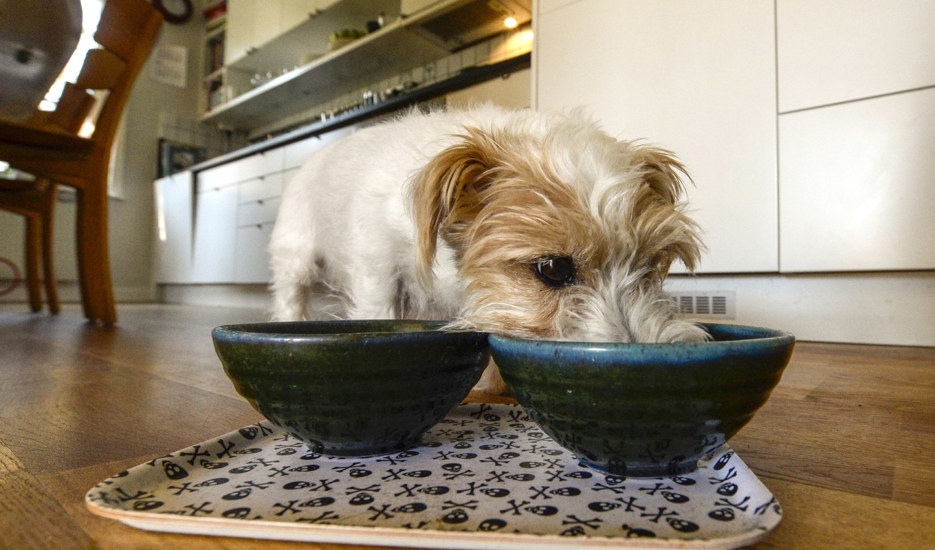 Hundmaten som nu återkallas kan framkalla allvarliga symtom. Arkivbild. Foto: Leif R Jansson/TT