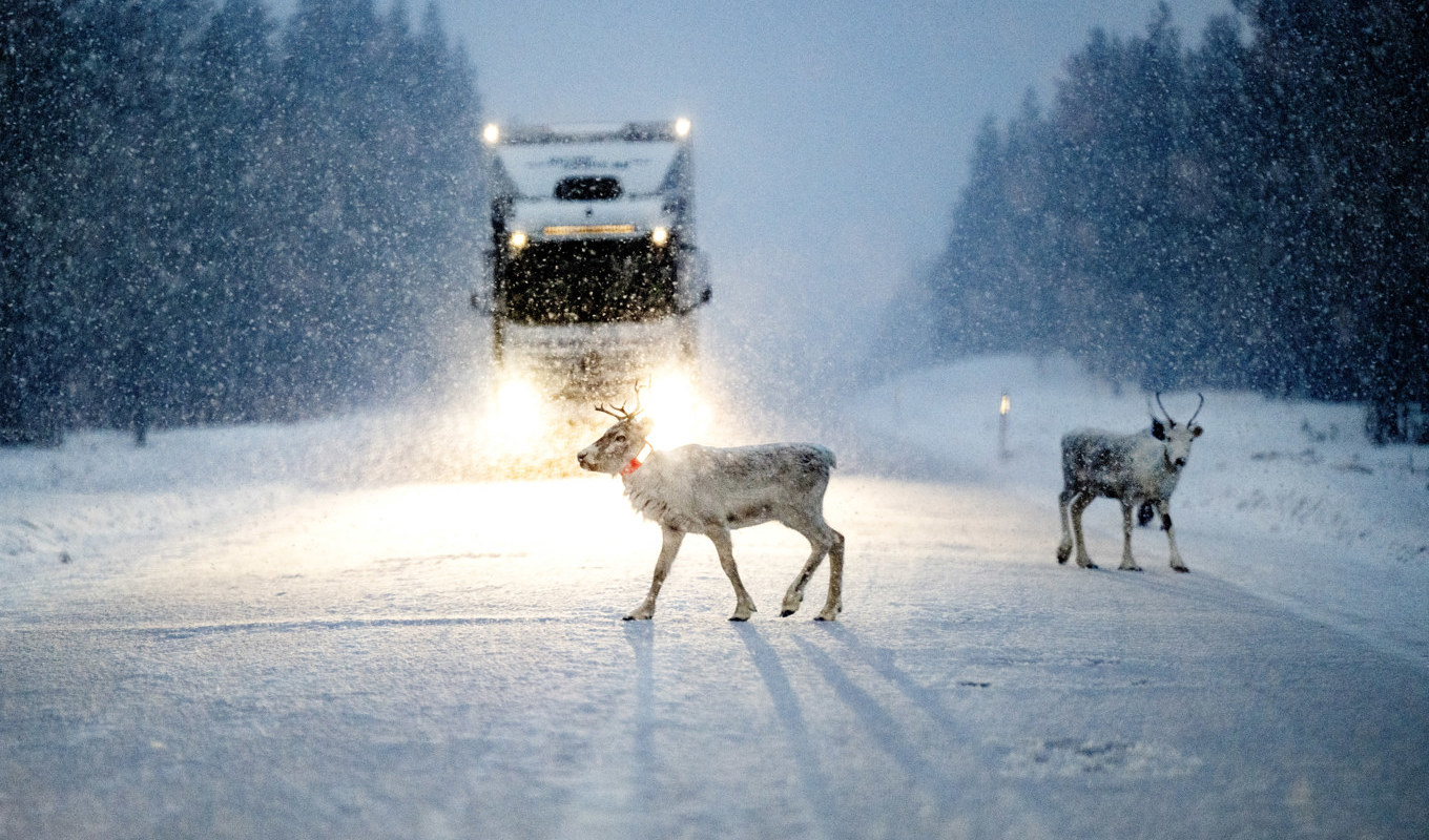 Vägsaltet lockar renarna och ökar risken för att de ska bli påkörda. Arkivbild. Foto: Pontus Lundahl/TT