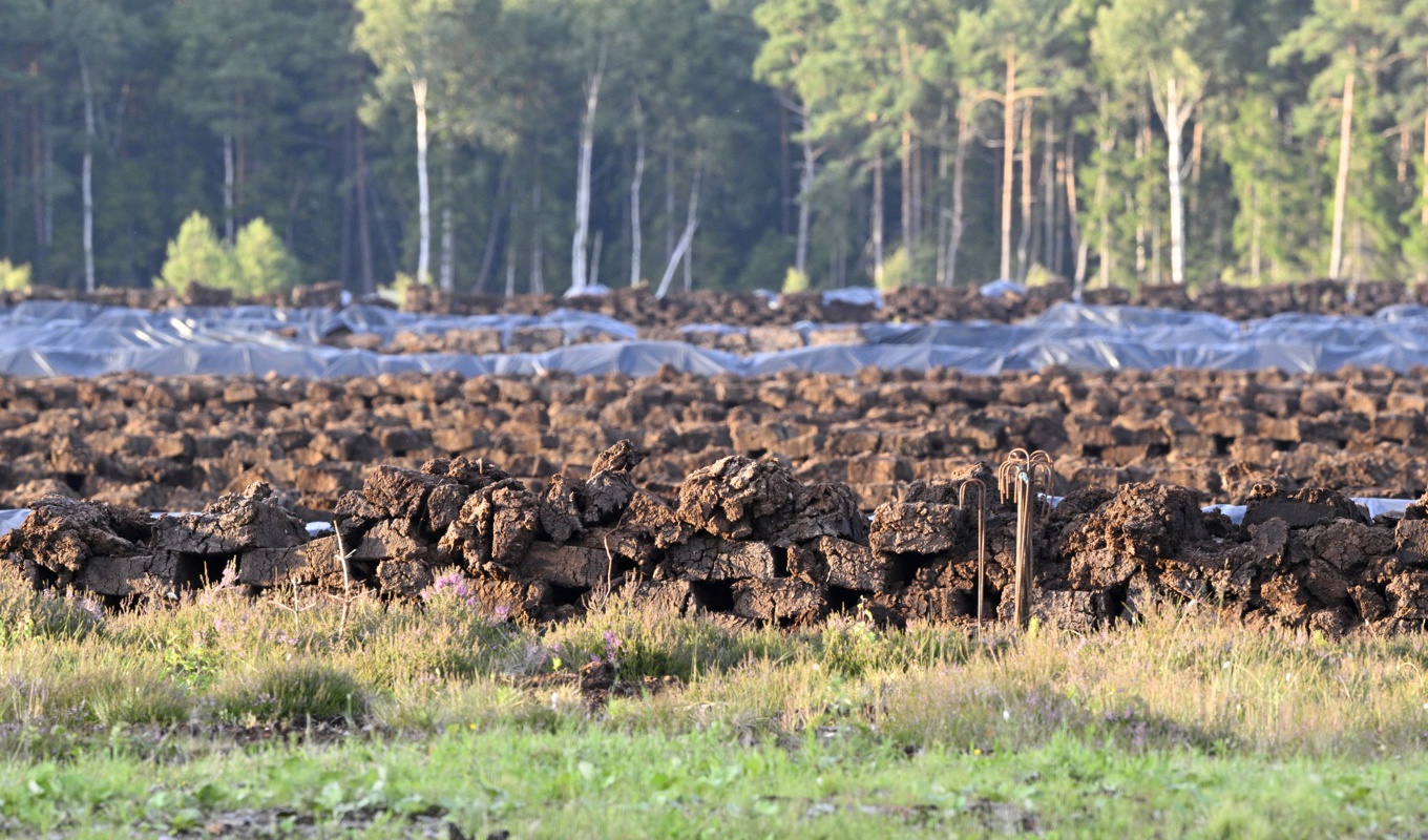 Kompromissen om, bland annat, återställning av våtmarker som EU-länderna och EU-parlamentets förhandlare har nått fram till berör torvmossar, grönområden, vattendrag och skogar. Foto: Mikael Fritzon/TT