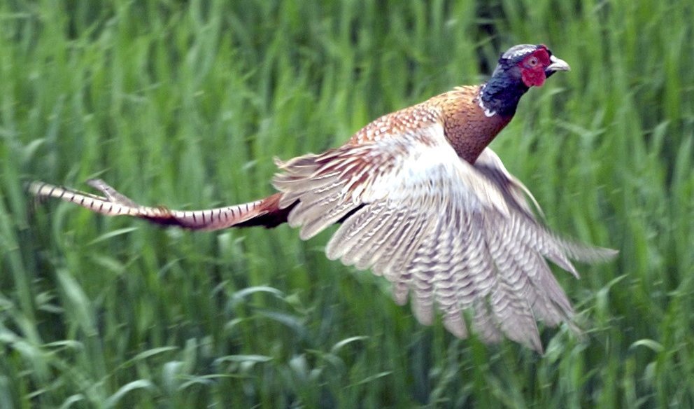 En svensk jägare som deltog i fasanjakt i Danmark har träffats av skott i ansiktet. Arkivbild. Foto: Fredrik Sandberg/TT