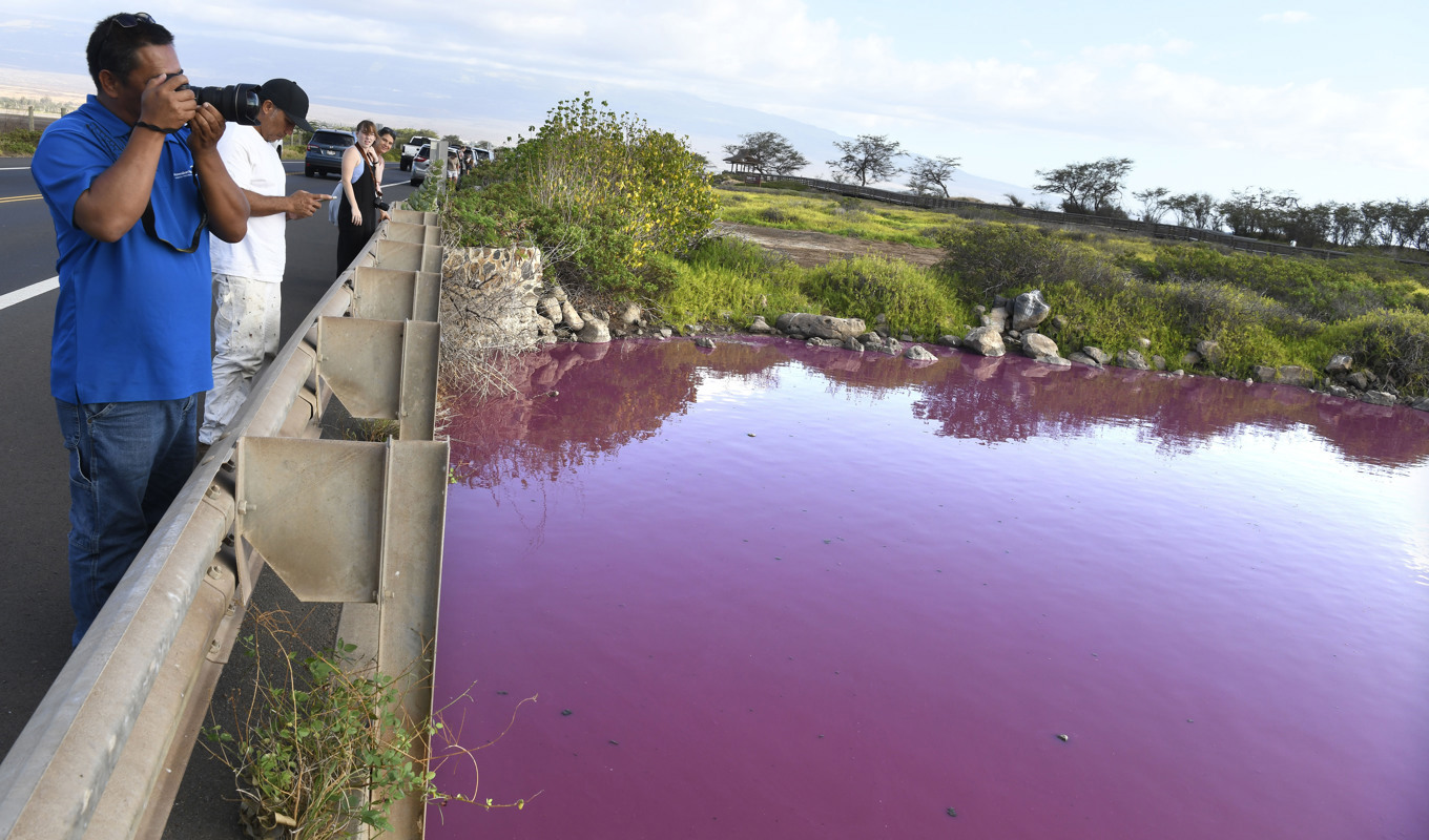 Severino Urubio från Hilo, Hawaii, tar bilder av den rosa dammen i reservatet Kealia Pond National Wildlife Refuge. Foto: Mathew Thayer/AP/TT