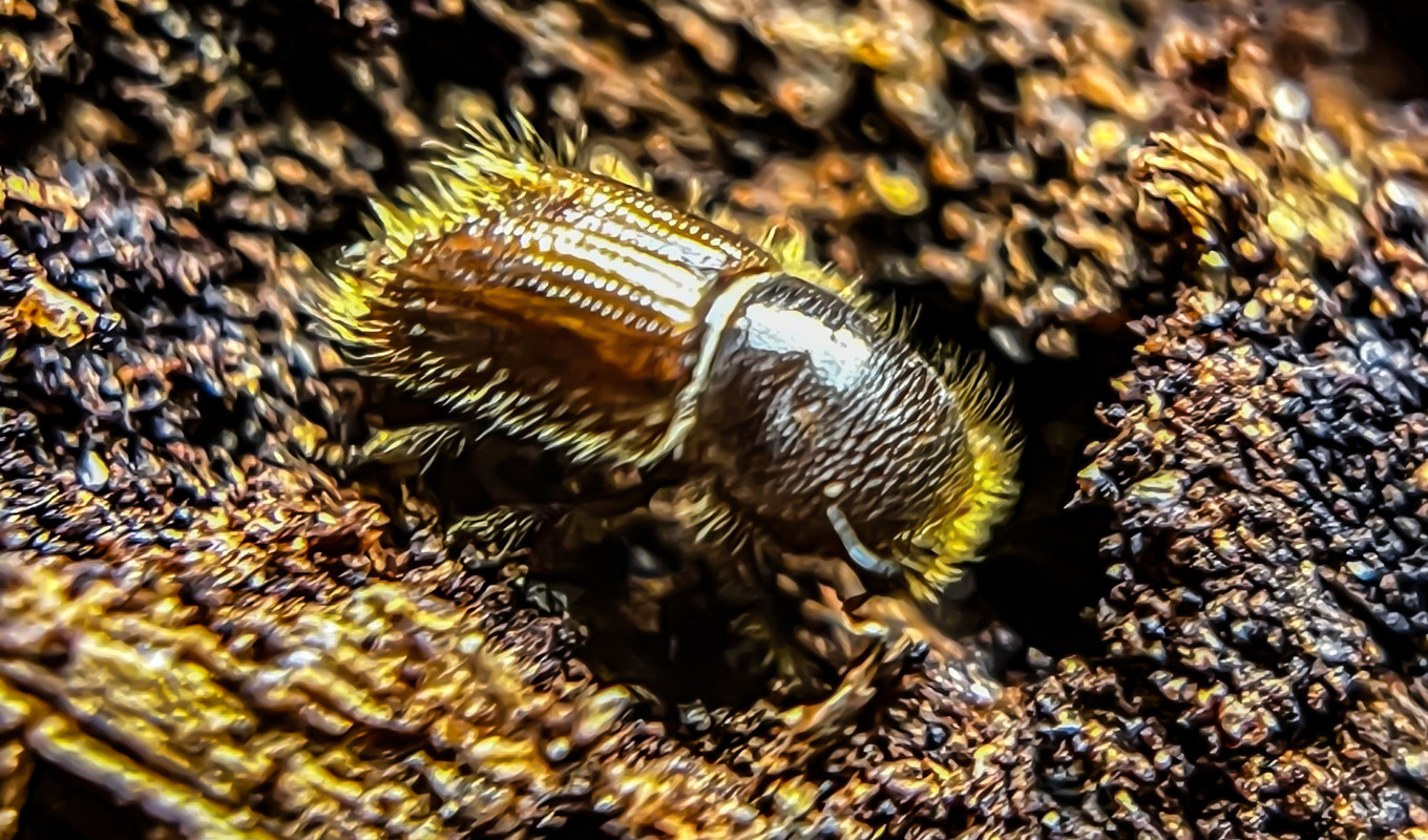 Ungefär 35 contortatallar i Östhammars kommun har dött efter att ha angripits av granbarkborrar, enligt Skogsstyrelsen. Foto: Jonas Ekströmer/TT