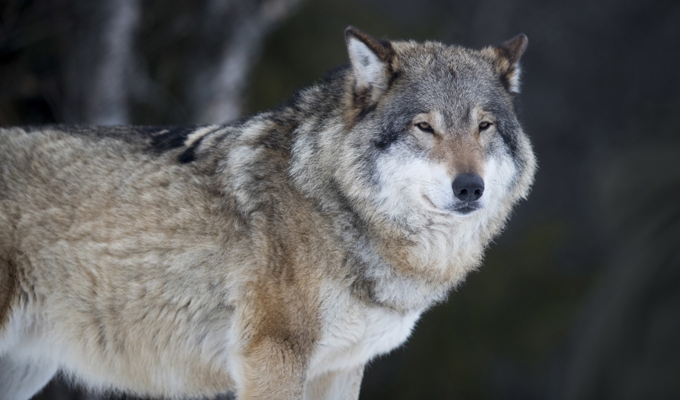 Vargar ska flyttas söder, vill länsstyrelserna föreslå. Arkivbild. Foto: Heiko Junge/NTB/TT