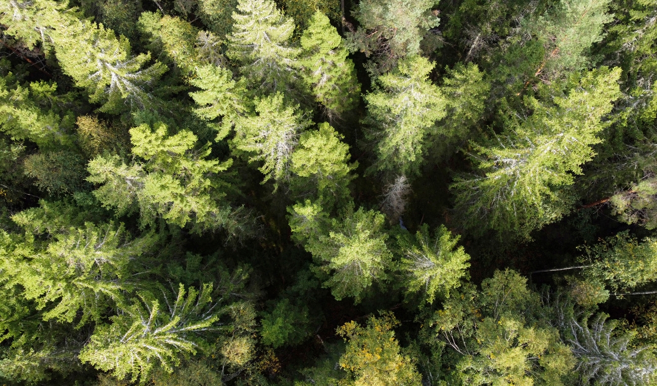 Skogsområde utanför Fagersta i Västmanland. Arkivbild. Foto: Pontus Lundahl/TT