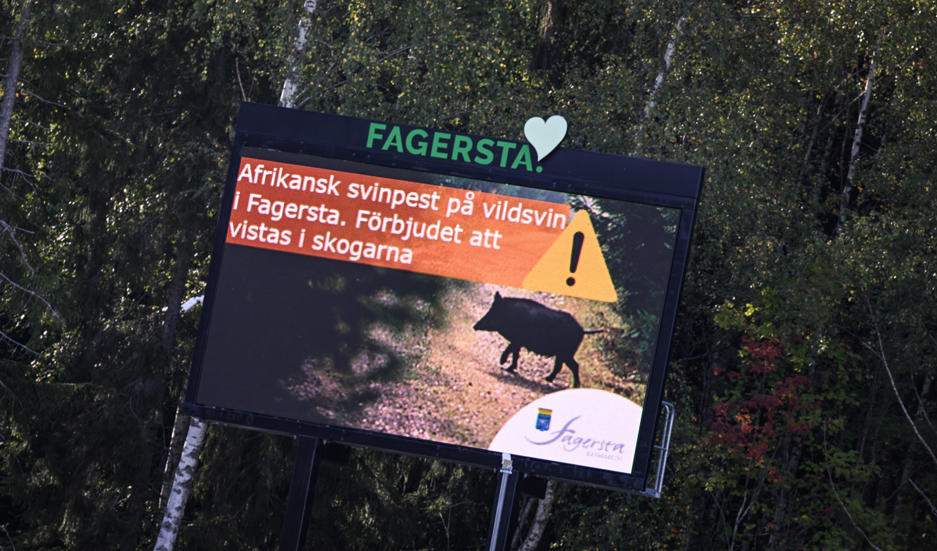 Bekämpningen av svinpesten har gått så bra, enligt Jordbruksverket. Arkivbild. Foto: Pontus Lundahl/TT