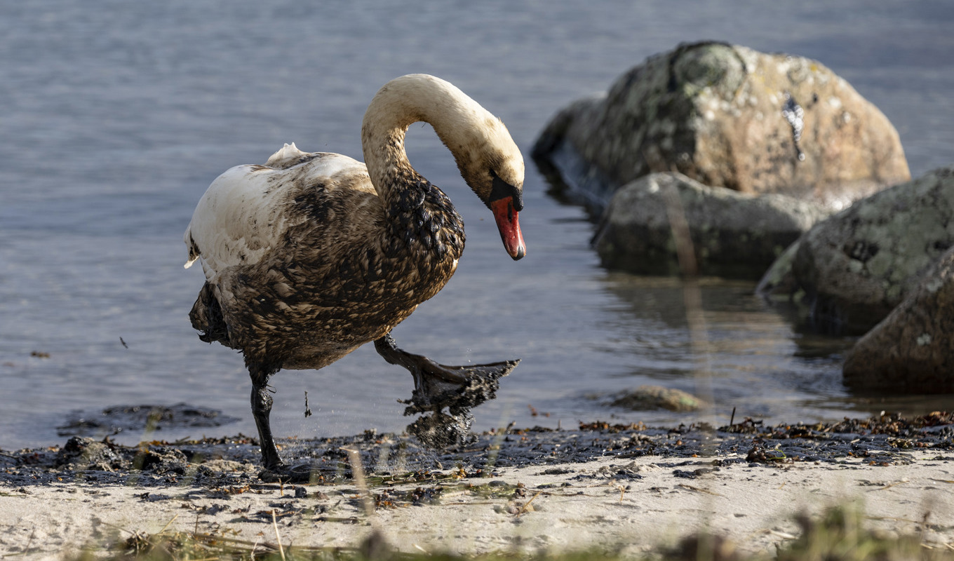 Oljeskadad svan vid strandkanten utanför Krokås hamn nära Hörvik i Pukaviksbukten. Arkivbild. Foto: Johan Nilsson/TT
